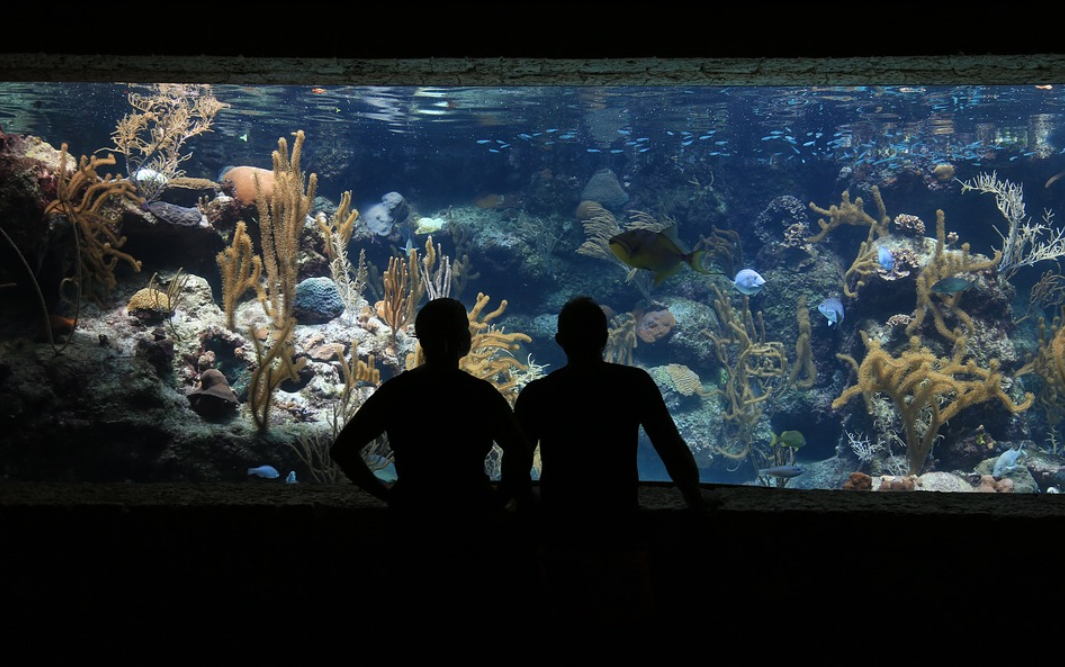 Nice aquarium is the richest creatures living in it